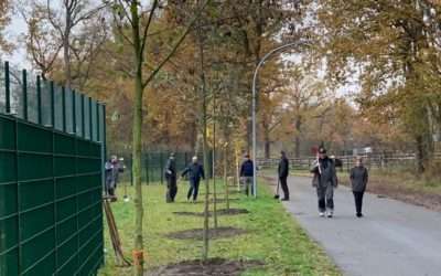 Neue Bäume für den Ballpark – Baumpaten gefunden